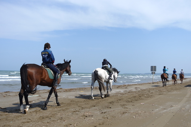 ▲金沢市にある乗馬クラブ「ヴィテン乗馬クラブ・クレイン金沢」では、浜辺で乗馬できるコースもあるそう
