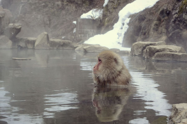 ▲お風呂が好きなのはお猿さんも一緒