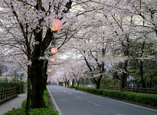 ▲写真は長瀞の桜並木。車はもちろん、歩道をのんびりと歩いて桜を楽しむこともできる