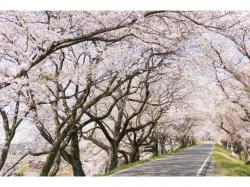 ▲桜のトンネルを満喫するにはオープンカーがピッタリ