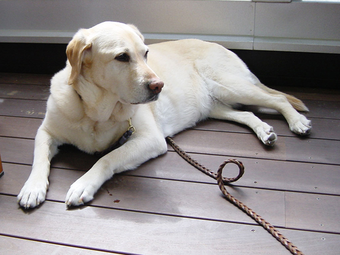 ▲大型犬ですが、温厚で優しく飼いやすいラブラドルレトリバー。街でも、散歩しているのをよく見かけます！