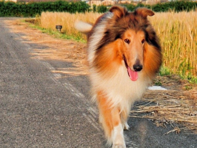 気品にあふれ 名犬ラッシーとして有名なラフコリーを車にたとえたら 旬ネタ 日刊カーセンサー