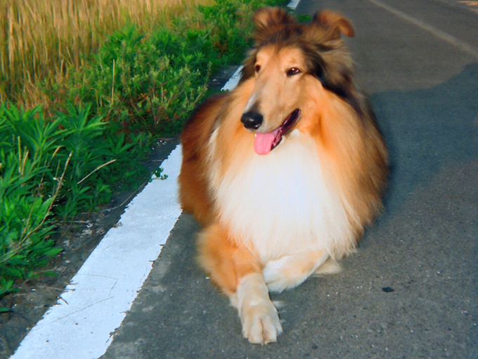 気品にあふれ 名犬ラッシーとして有名なラフコリーを車にたとえたら 旬ネタ 日刊カーセンサー
