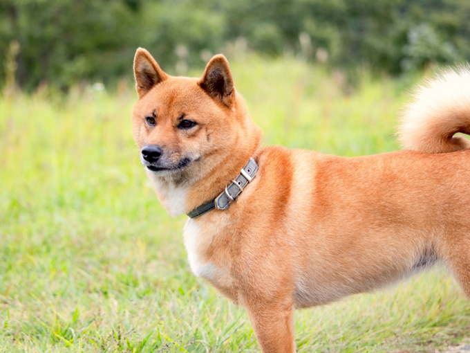 ▲以前、車犬化シリーズでご紹介した「秋田犬」と同様、今回ご紹介する「柴犬」も国の天然記念物に指定されている犬種です
